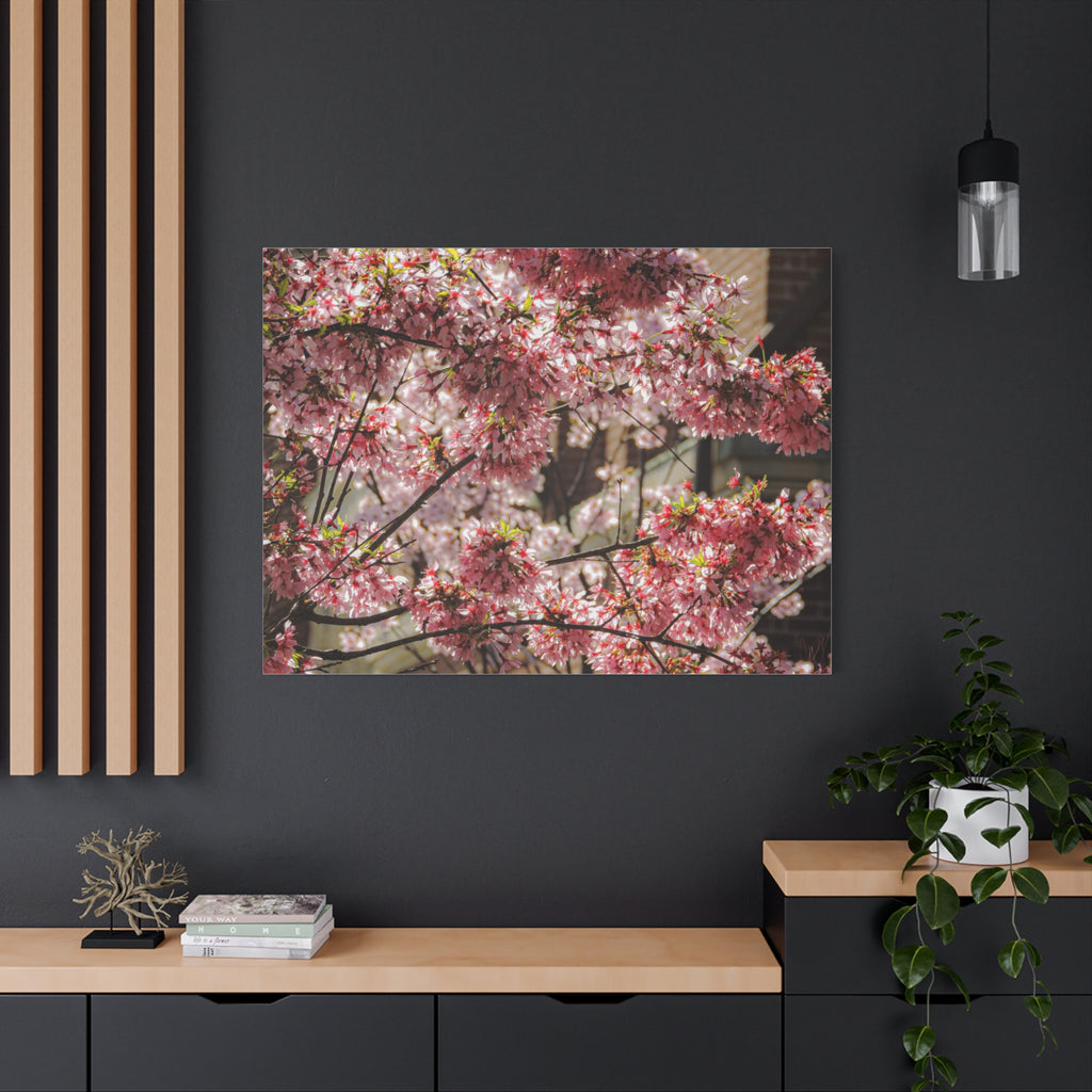 Pink Cherry Blossom Canvas Wall Art — Stretched Matte Floral Print