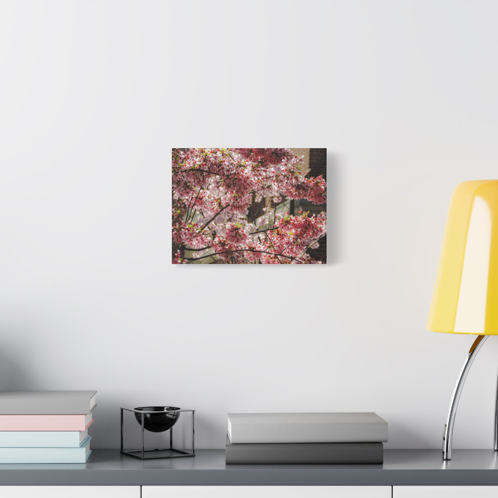 Pink Cherry Blossom Canvas Wall Art — Stretched Matte Floral Print