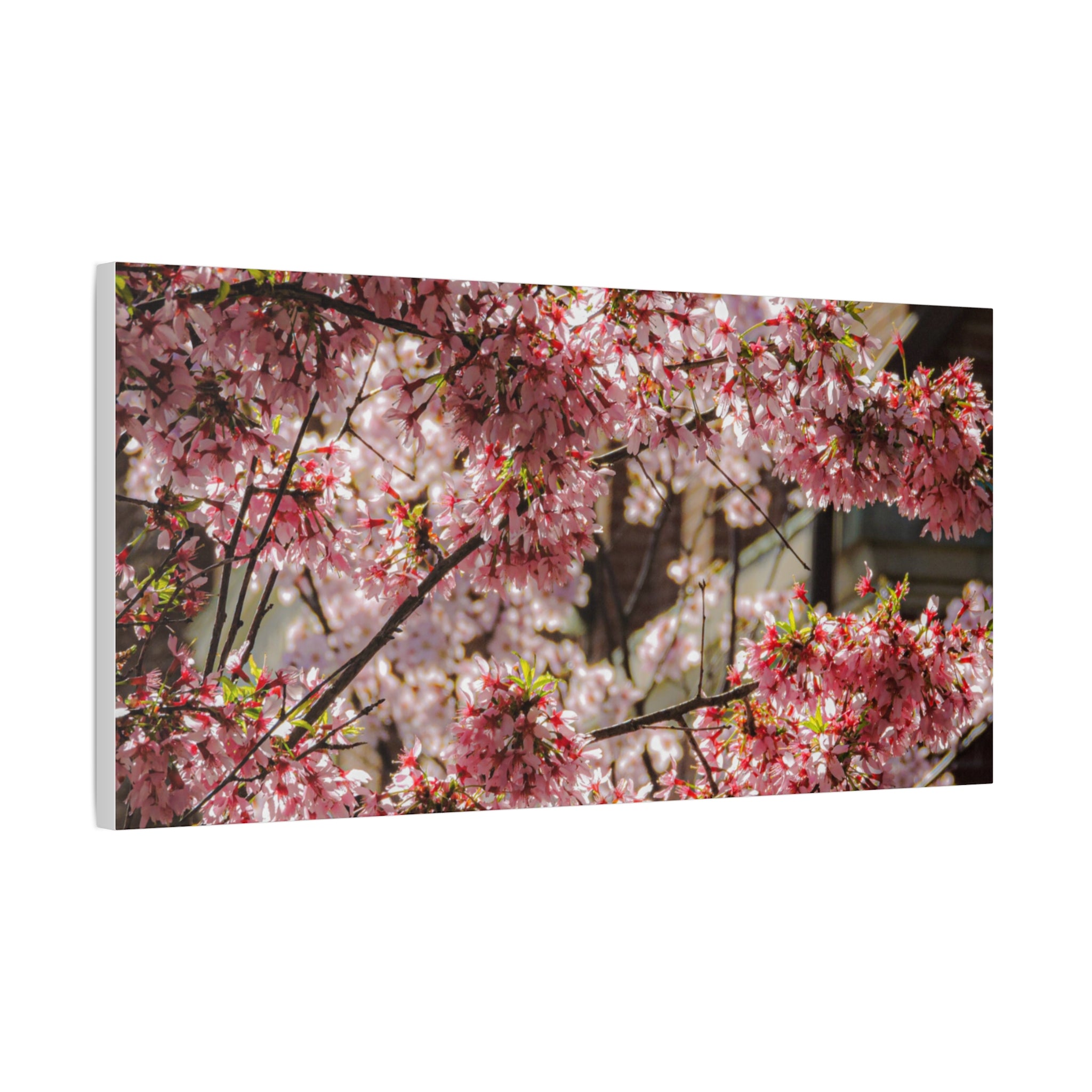 Pink Cherry Blossom Canvas Wall Art — Stretched Matte Floral Print