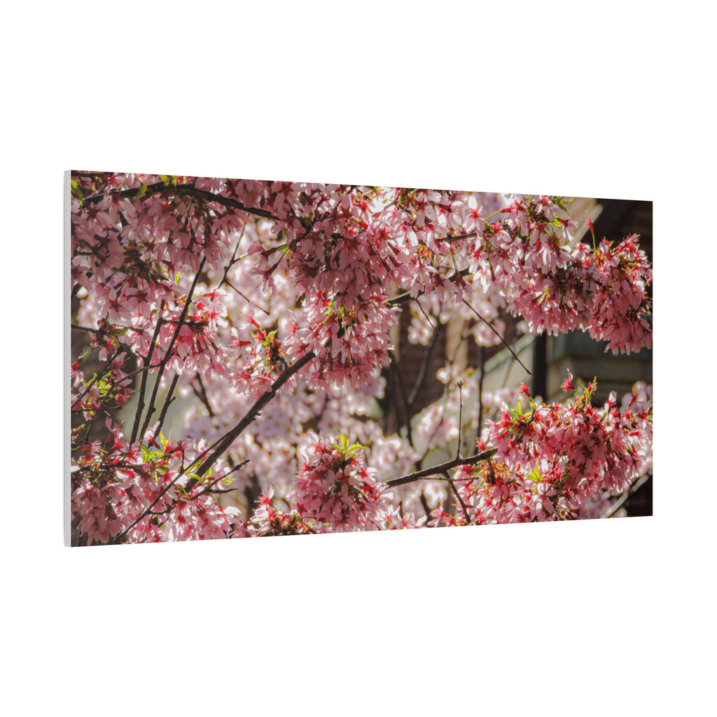 Pink Cherry Blossom Canvas Wall Art — Stretched Matte Floral Print