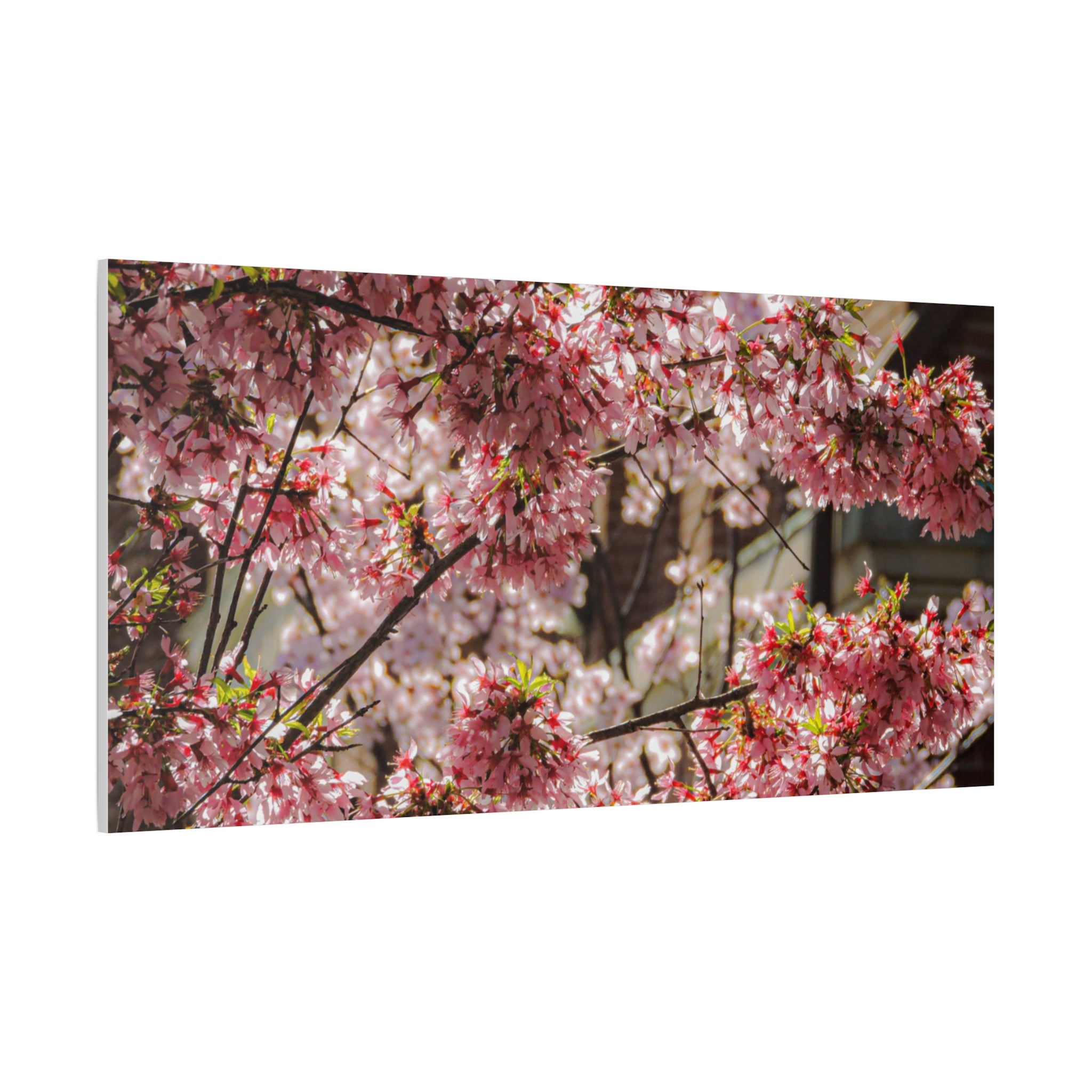 Pink Cherry Blossom Canvas Wall Art — Stretched Matte Floral Print
