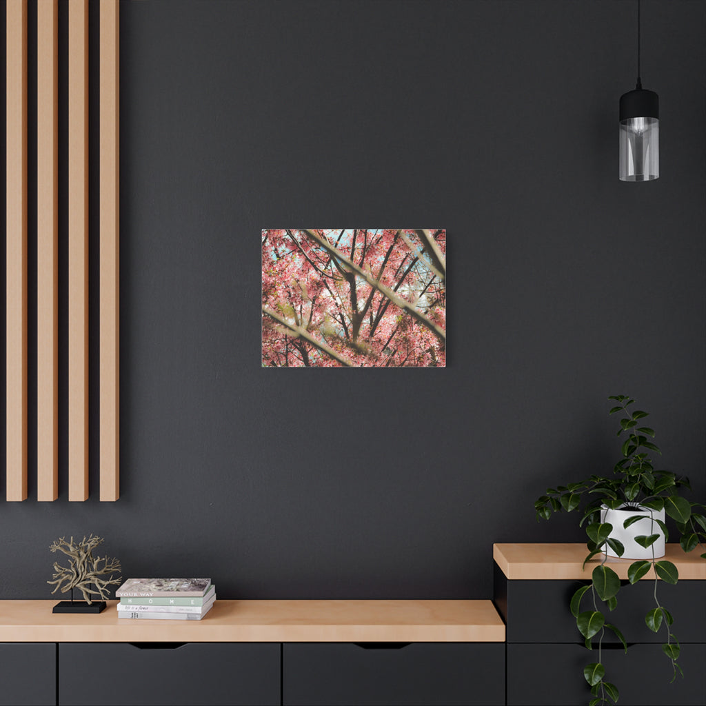 Cherry Blossom Photo Canvas Print — Stretched Matte Wall Art