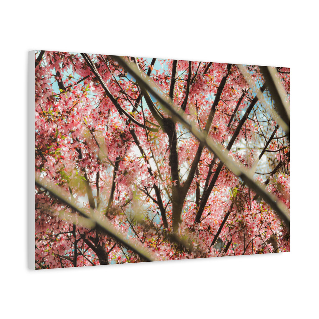 Cherry Blossom Photo Canvas Print | Brookline Spring Wall Art | A‑G Originals