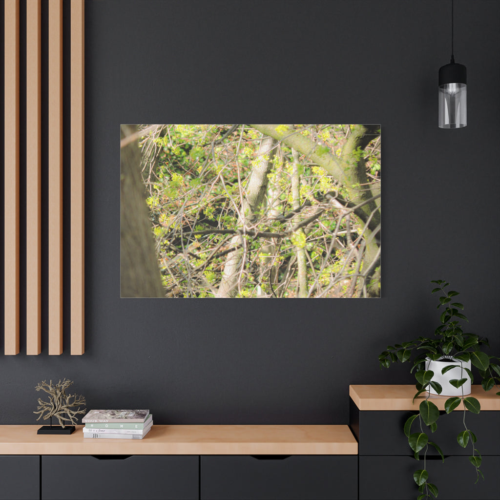 Spring Woodland Canvas Print — Green Tree Branches Matte Stretched Wall Art