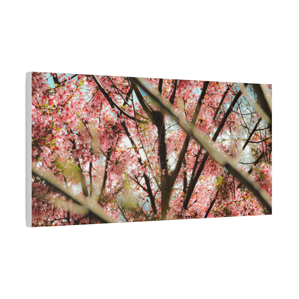 Cherry Blossom Photo Canvas Print | Brookline Spring Wall Art | A‑G Originals