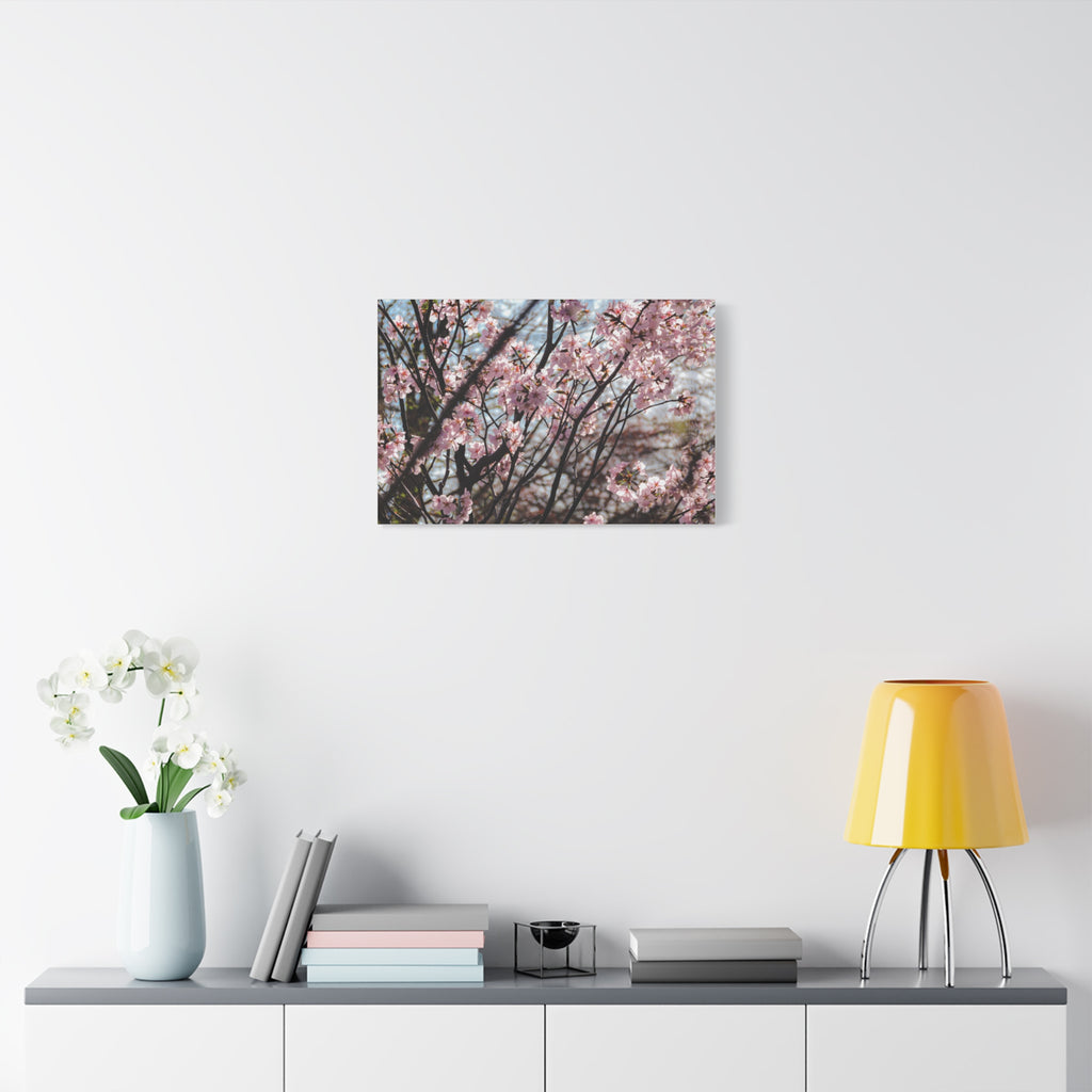 Cherry Blossom Canvas Print — Matte Stretched Wall Art