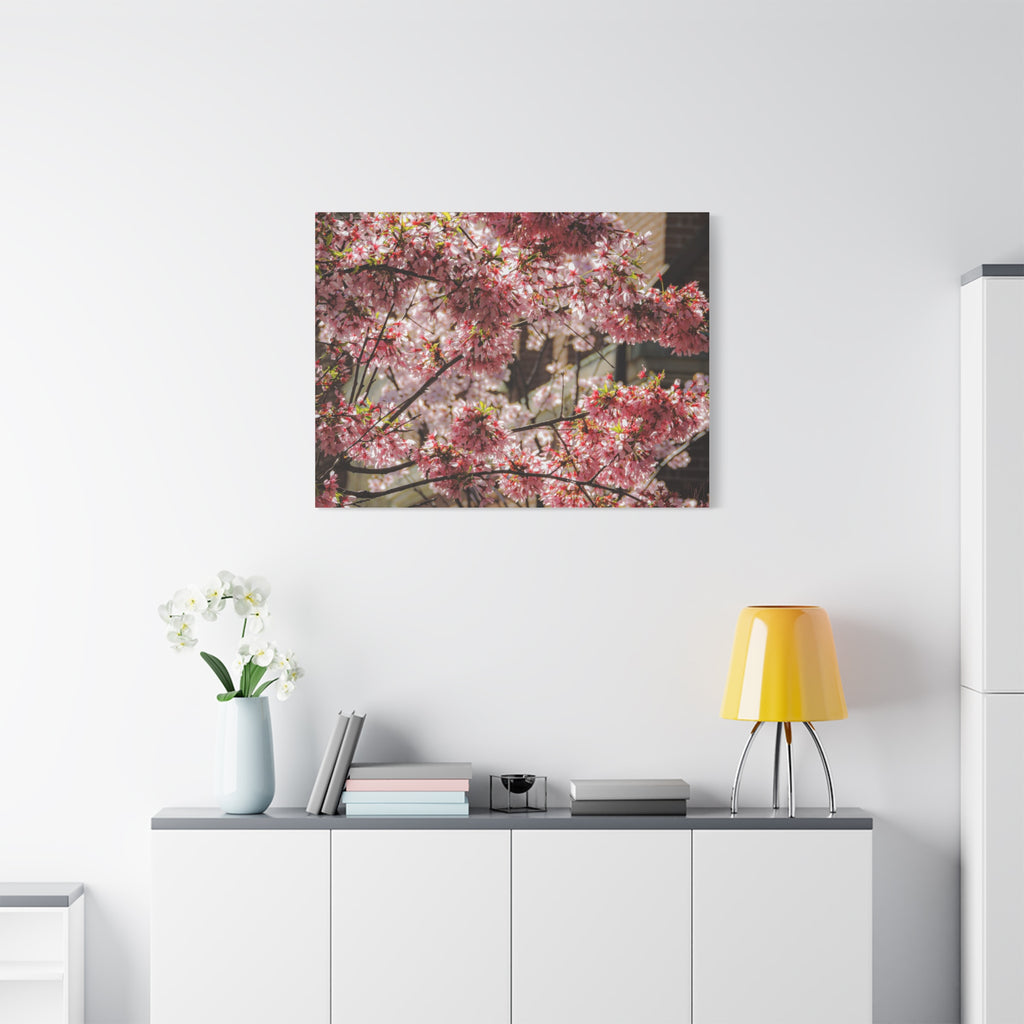 Pink Cherry Blossom Canvas Wall Art — Stretched Matte Floral Print