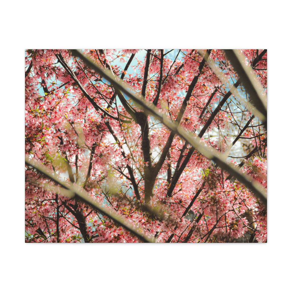 Cherry Blossom Photo Canvas Print | Brookline Spring Wall Art | A‑G Originals