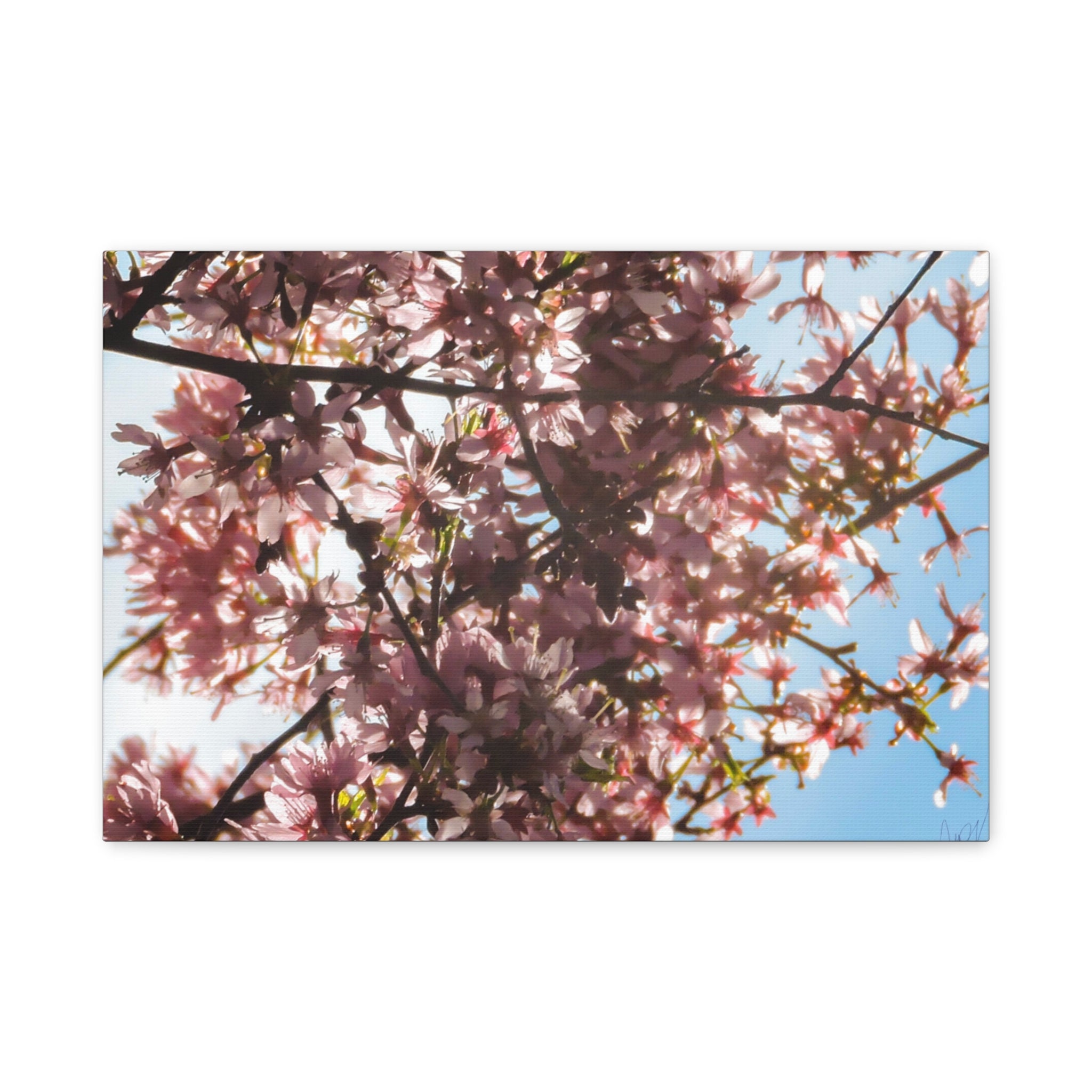 Blossoming Cherry Branches Matte Canvas Print — Spring Floral Wall Art, Stretched 1.25"