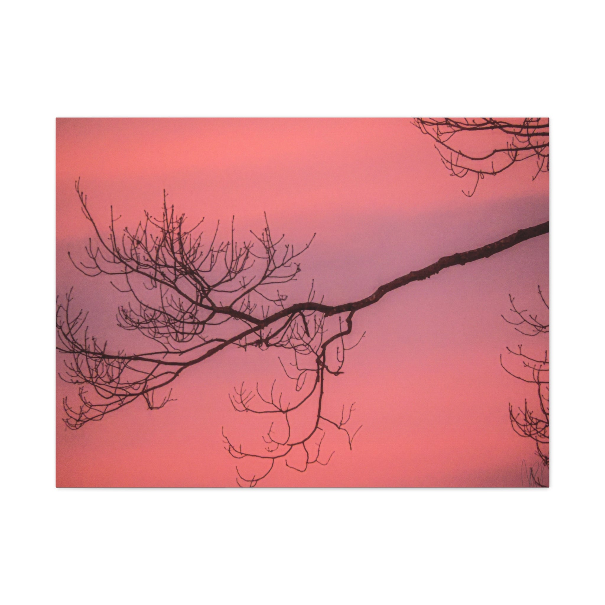 Pink Sunset Tree Canvas Print — Matte Stretched Wall Art