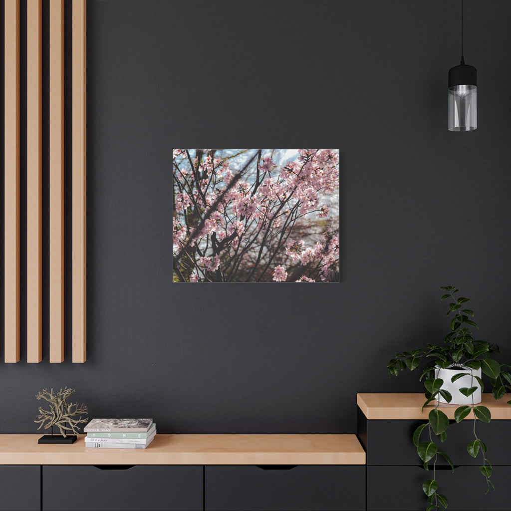 Cherry Blossom Canvas Print — Matte Stretched Wall Art