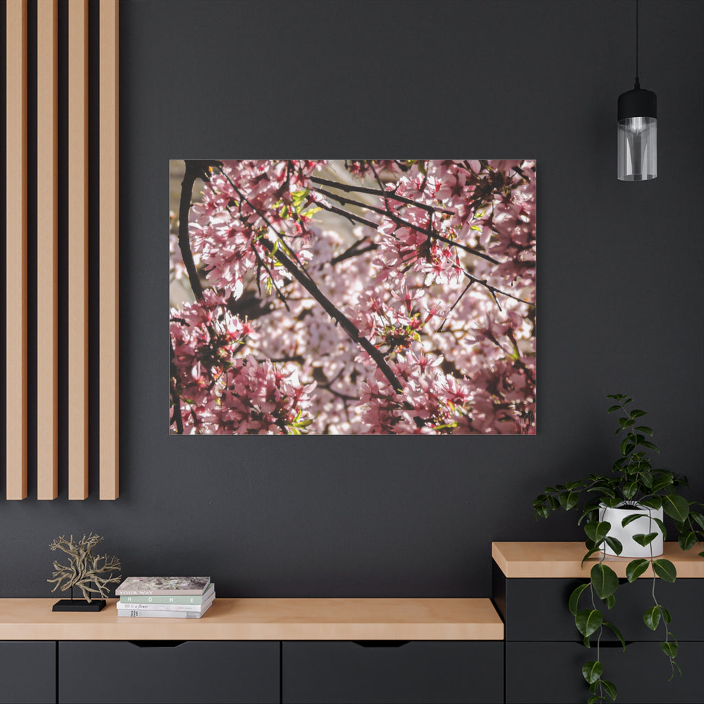 Blossom Cherry Tree Canvas Print – Matte Stretched Wall Art