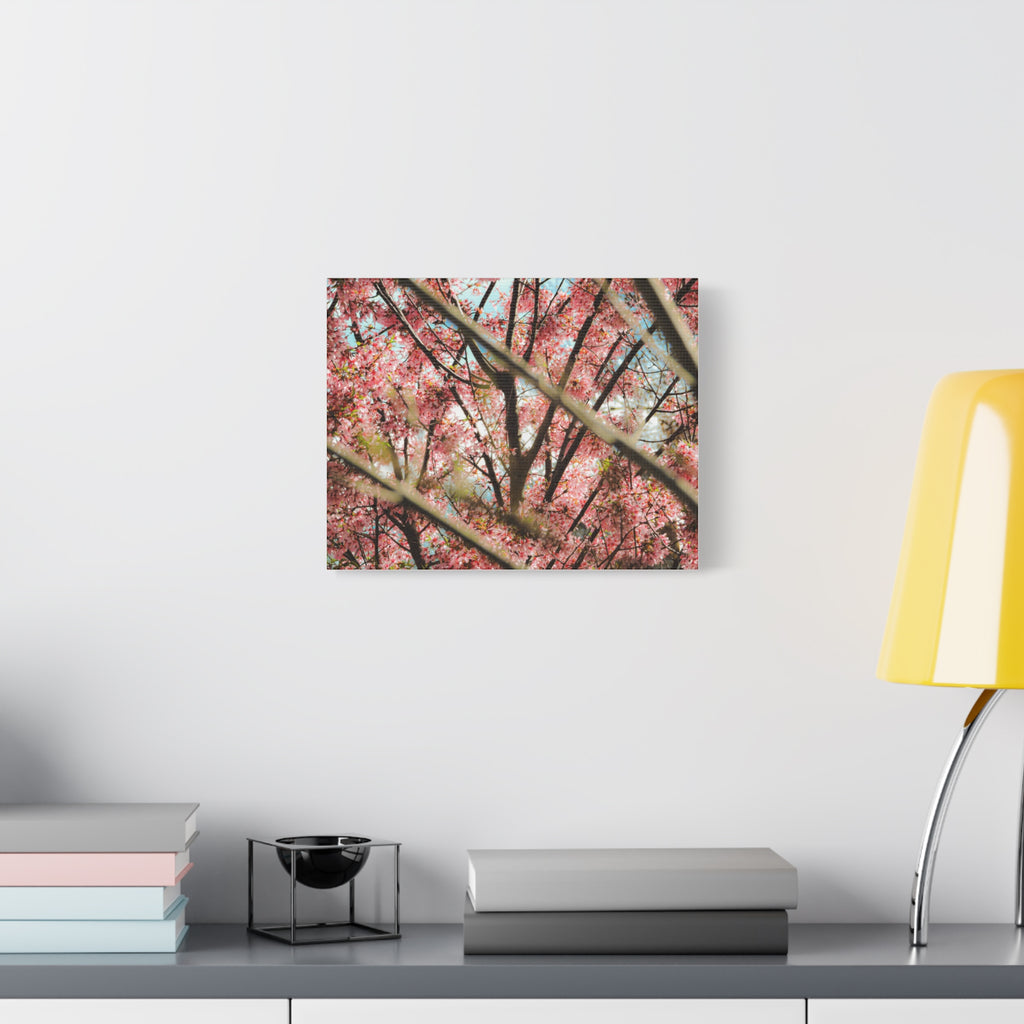 Cherry Blossom Photo Canvas Print — Stretched Matte Wall Art