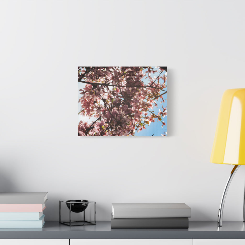 Blossoming Cherry Branches Matte Canvas Print — Spring Floral Wall Art, Stretched 1.25"