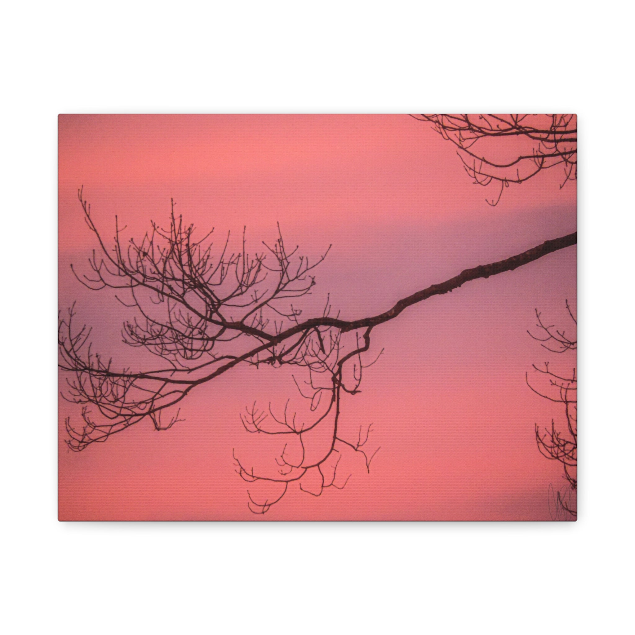 Pink Sunset Tree Canvas Print — Matte Stretched Wall Art
