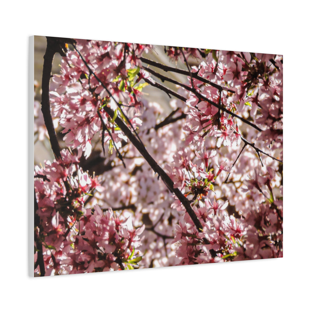 Blossom Cherry Tree Canvas Print – Matte Stretched Wall Art