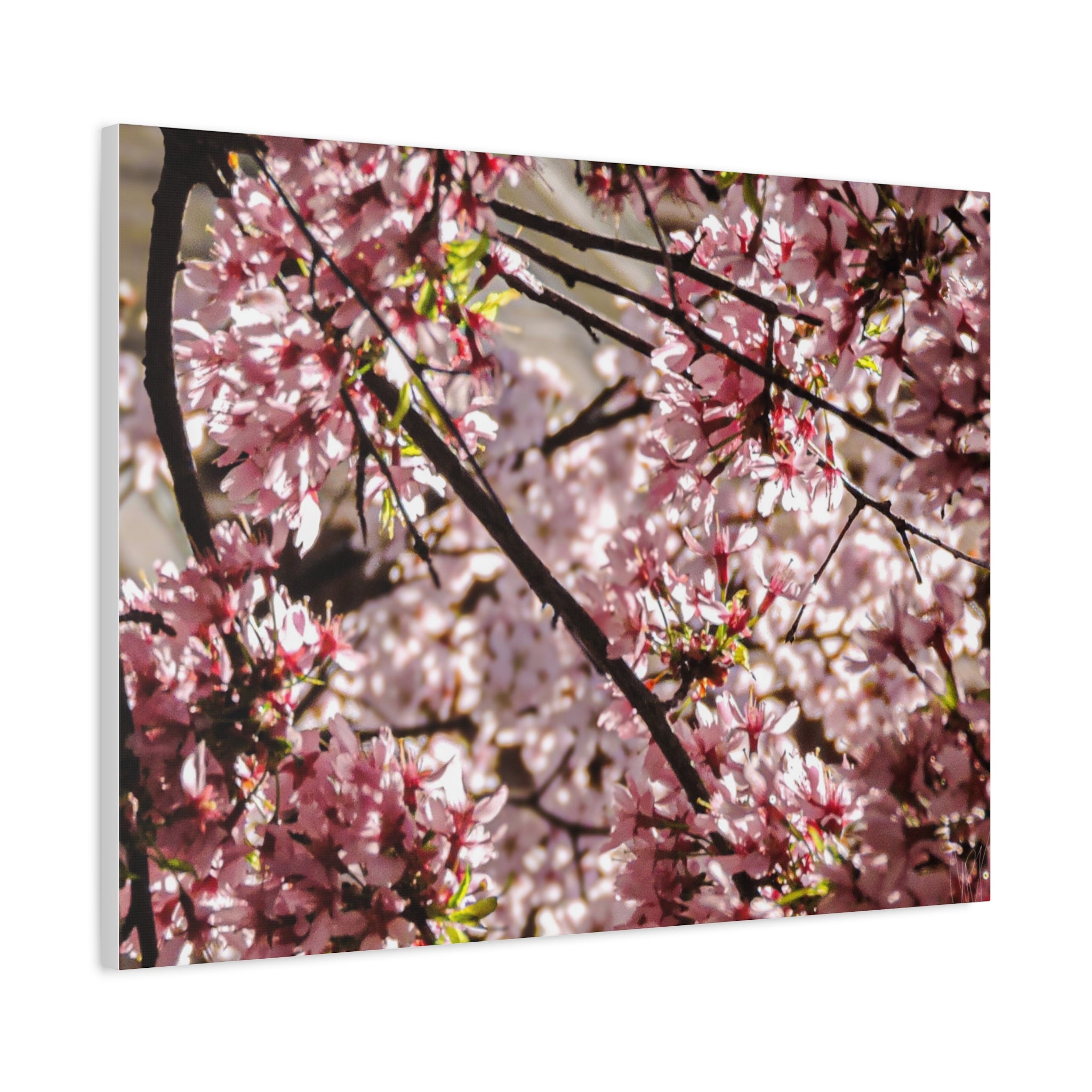 Blossom Cherry Tree Canvas Print – Matte Stretched Wall Art