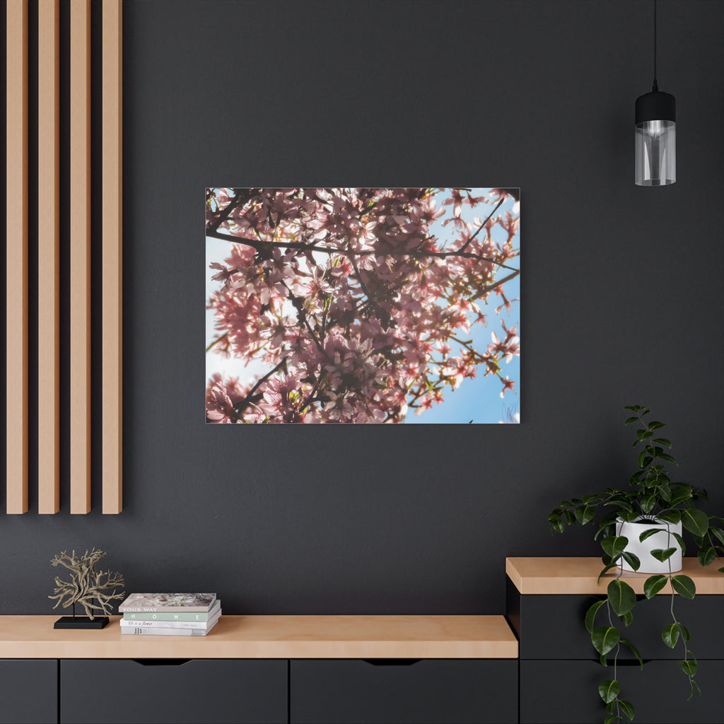 Blossoming Cherry Branches Matte Canvas Print — Spring Floral Wall Art, Stretched 1.25"