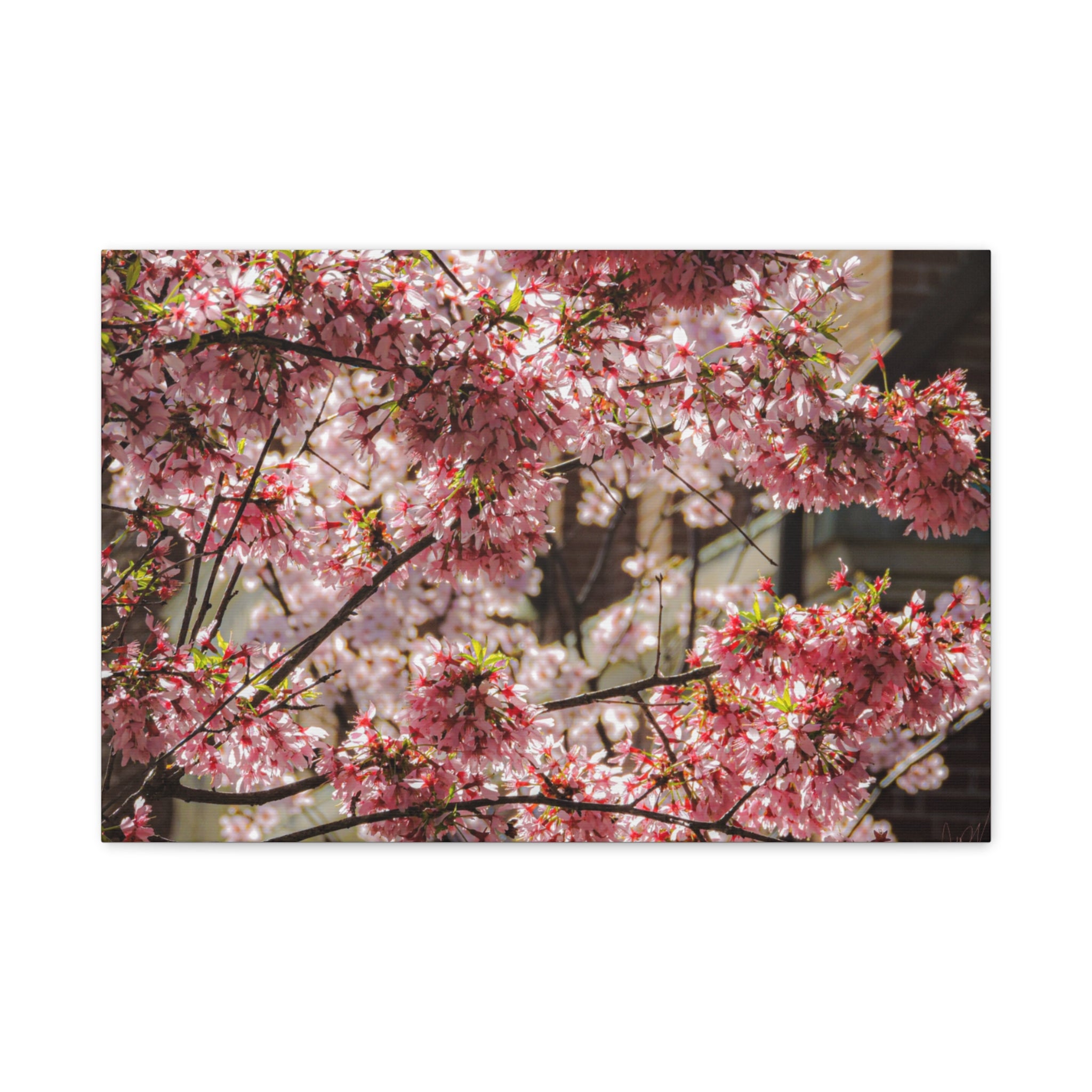Pink Cherry Blossom Canvas Wall Art — Stretched Matte Floral Print