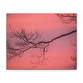 Pink Sunset Tree Canvas Print — Matte Stretched Wall Art