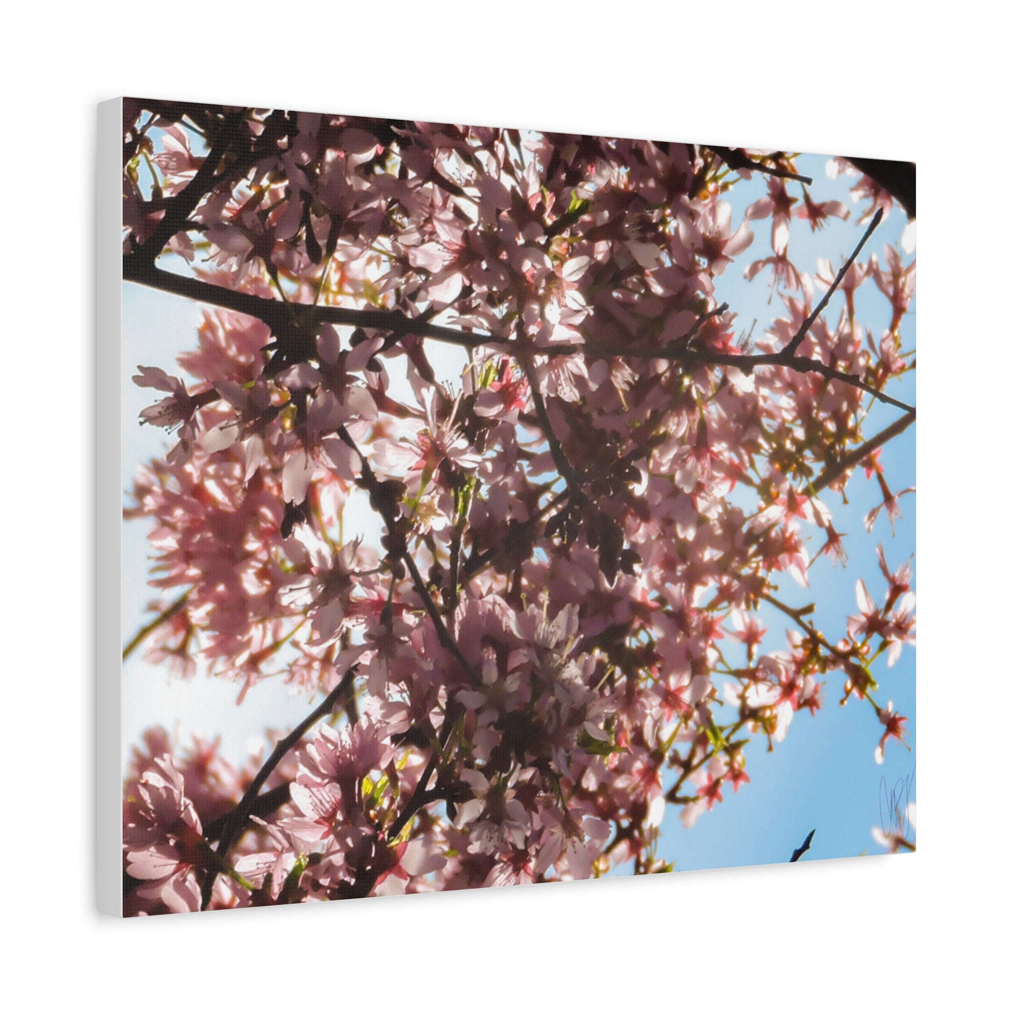 Blossoming Cherry Branches Matte Canvas Print — Spring Floral Wall Art, Stretched 1.25"