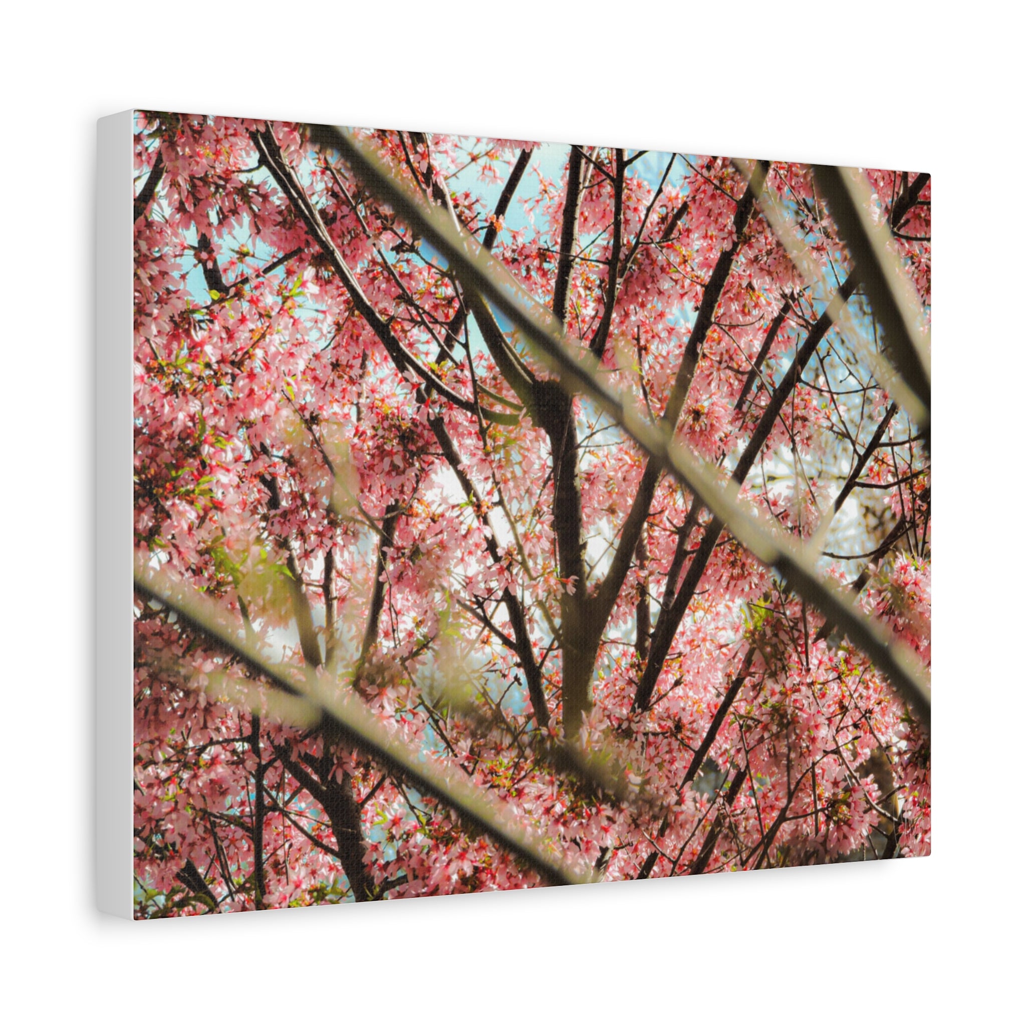 Cherry Blossom Photo Canvas Print | Brookline Spring Wall Art | A‑G Originals