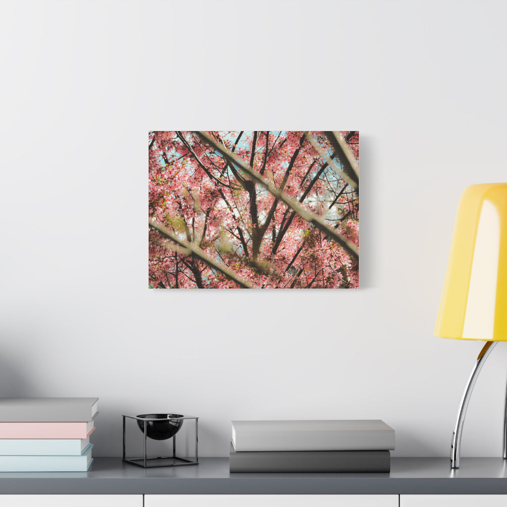 Cherry Blossom Photo Canvas Print — Stretched Matte Wall Art
