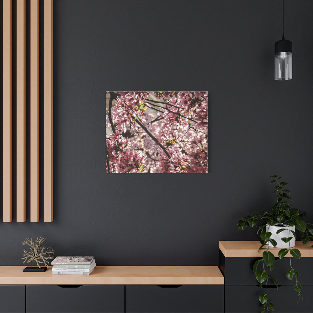 Blossom Cherry Tree Canvas Print – Matte Stretched Wall Art