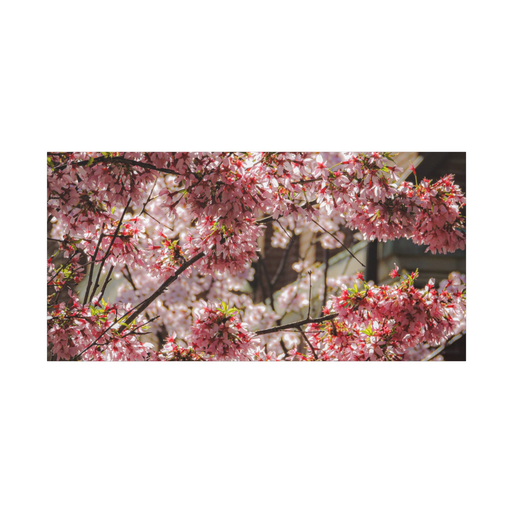 Pink Cherry Blossom Canvas Wall Art — Stretched Matte Floral Print