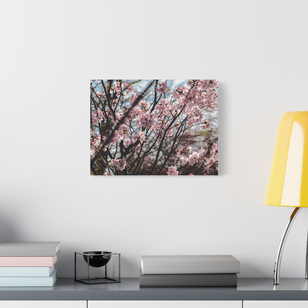 Cherry Blossom Canvas Print — Matte Stretched Wall Art