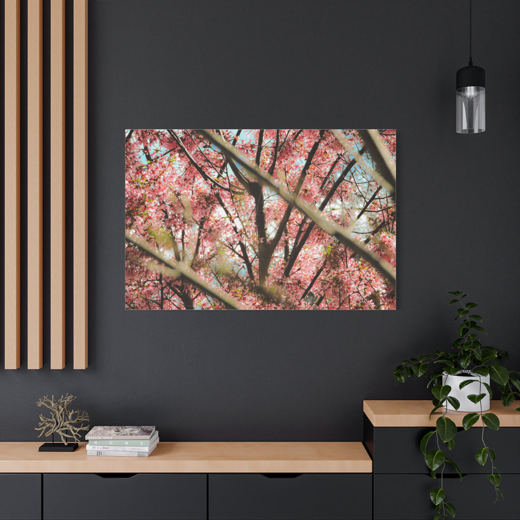 Cherry Blossom Photo Canvas Print | Brookline Spring Wall Art | A‑G Originals