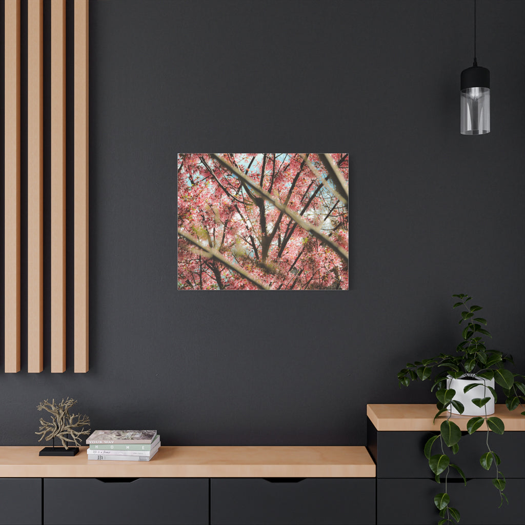 Cherry Blossom Photo Canvas Print | Brookline Spring Wall Art | A‑G Originals