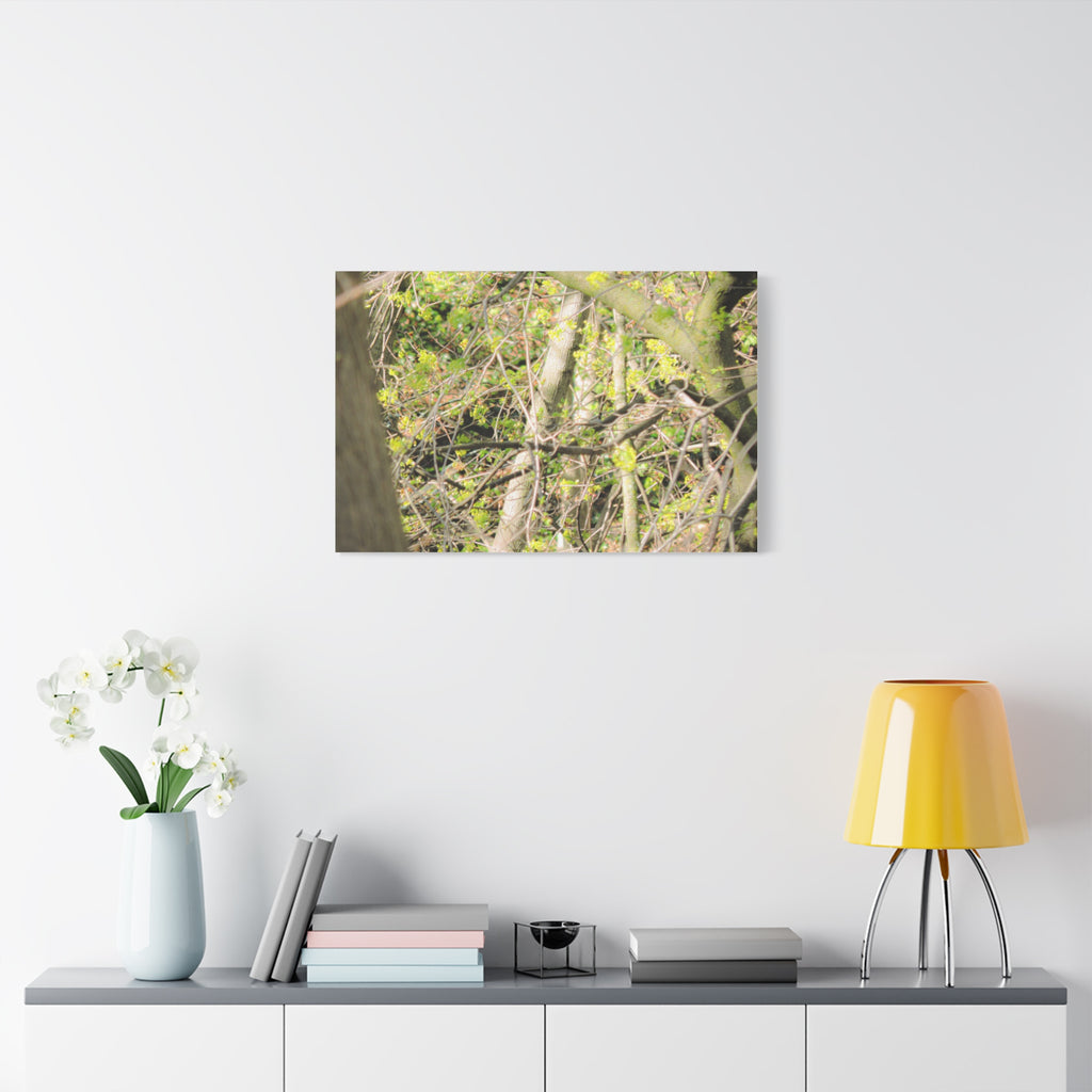 Spring Woodland Canvas Print — Green Tree Branches Matte Stretched Wall Art