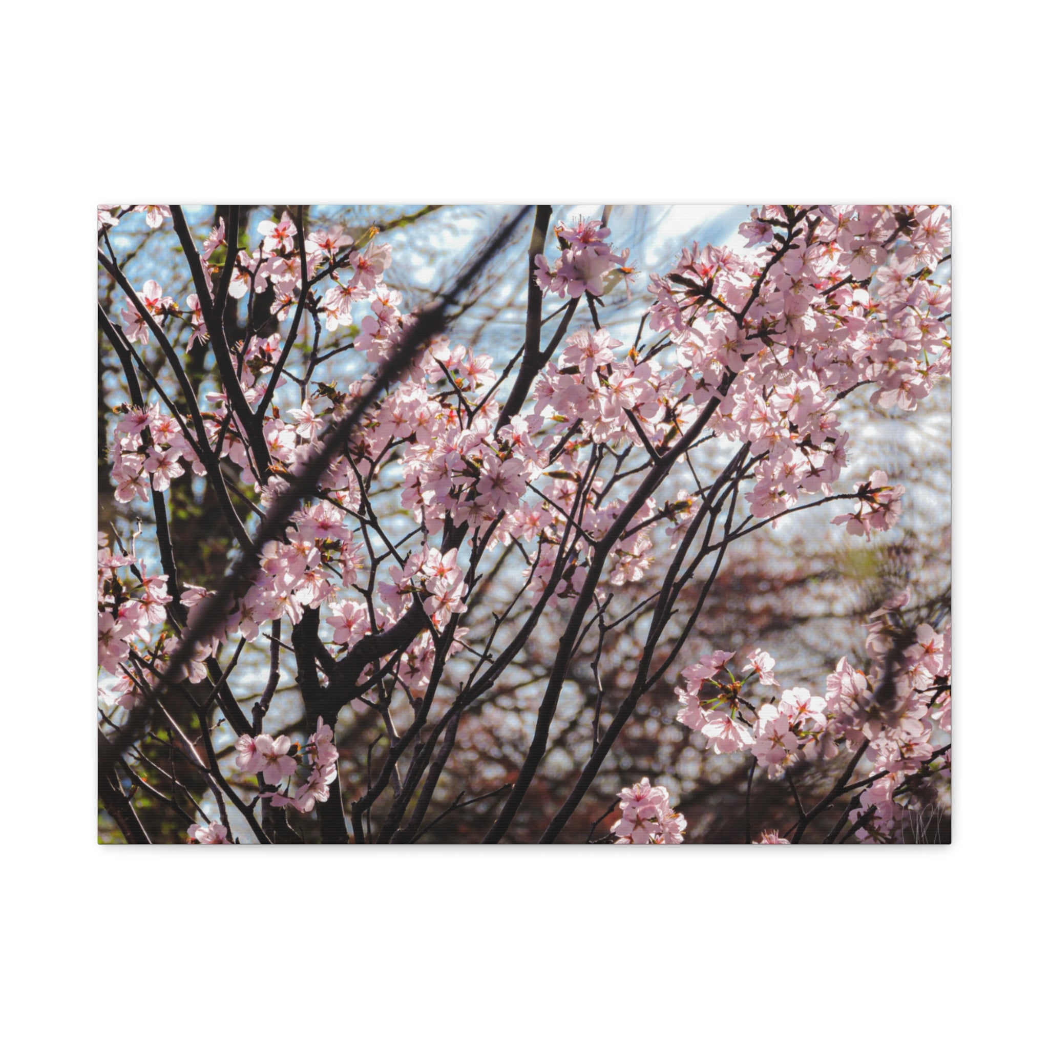 Cherry Blossom Canvas Print — Matte Stretched Wall Art