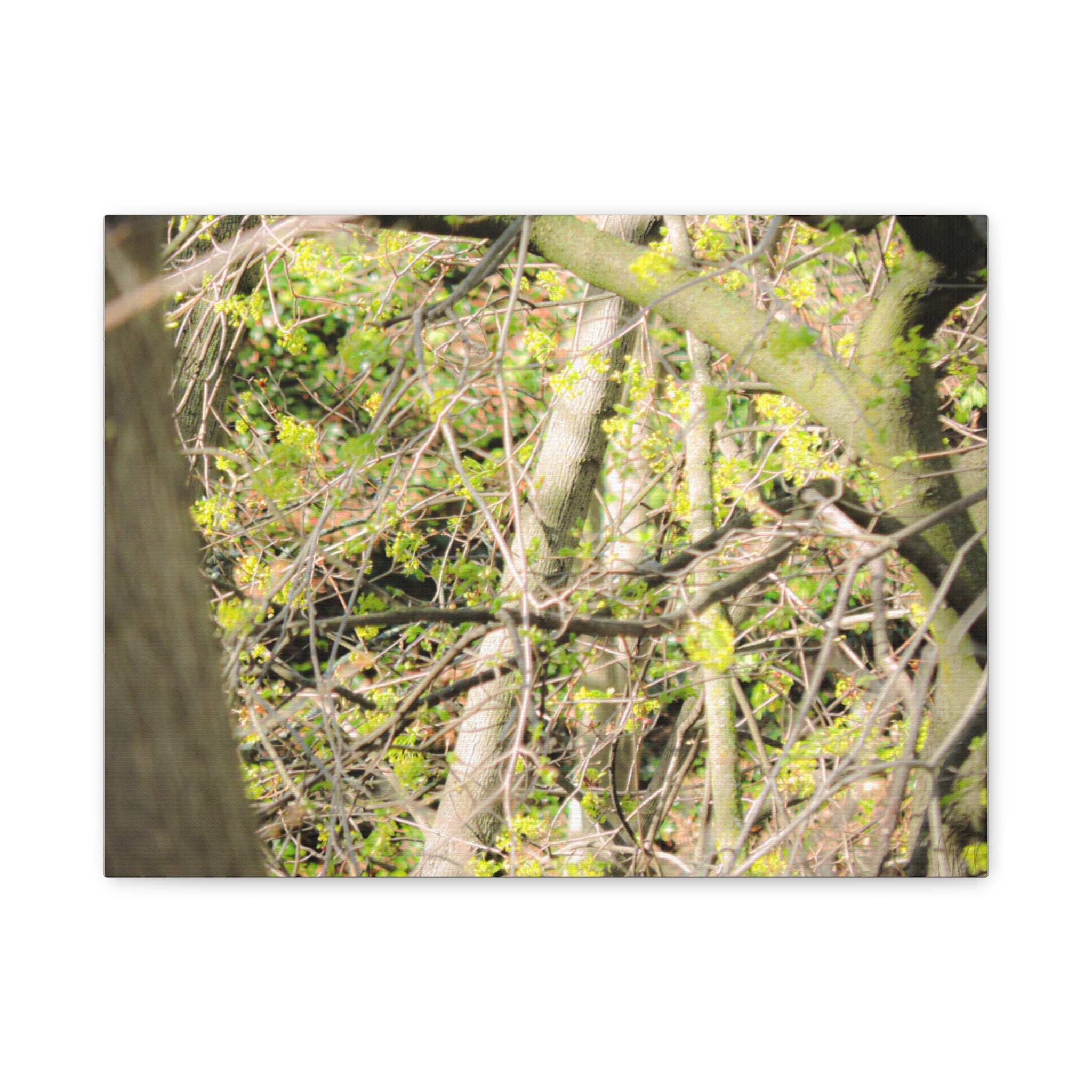 Spring Woodland Canvas Print — Green Tree Branches Matte Stretched Wall Art