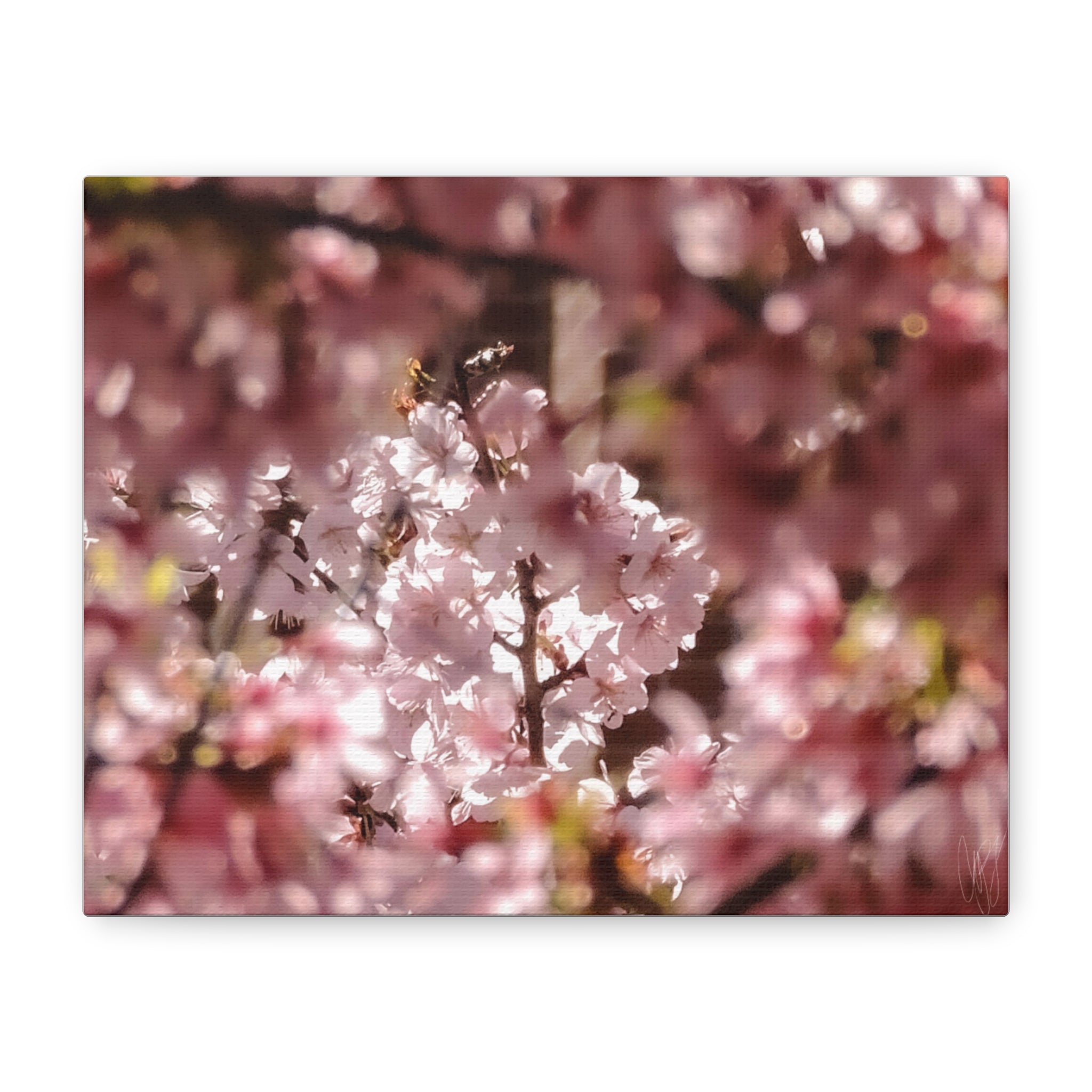 Blush Cherry Blossom Matte Canvas Print — Spring Floral Wall Art (Stretched 1.25")