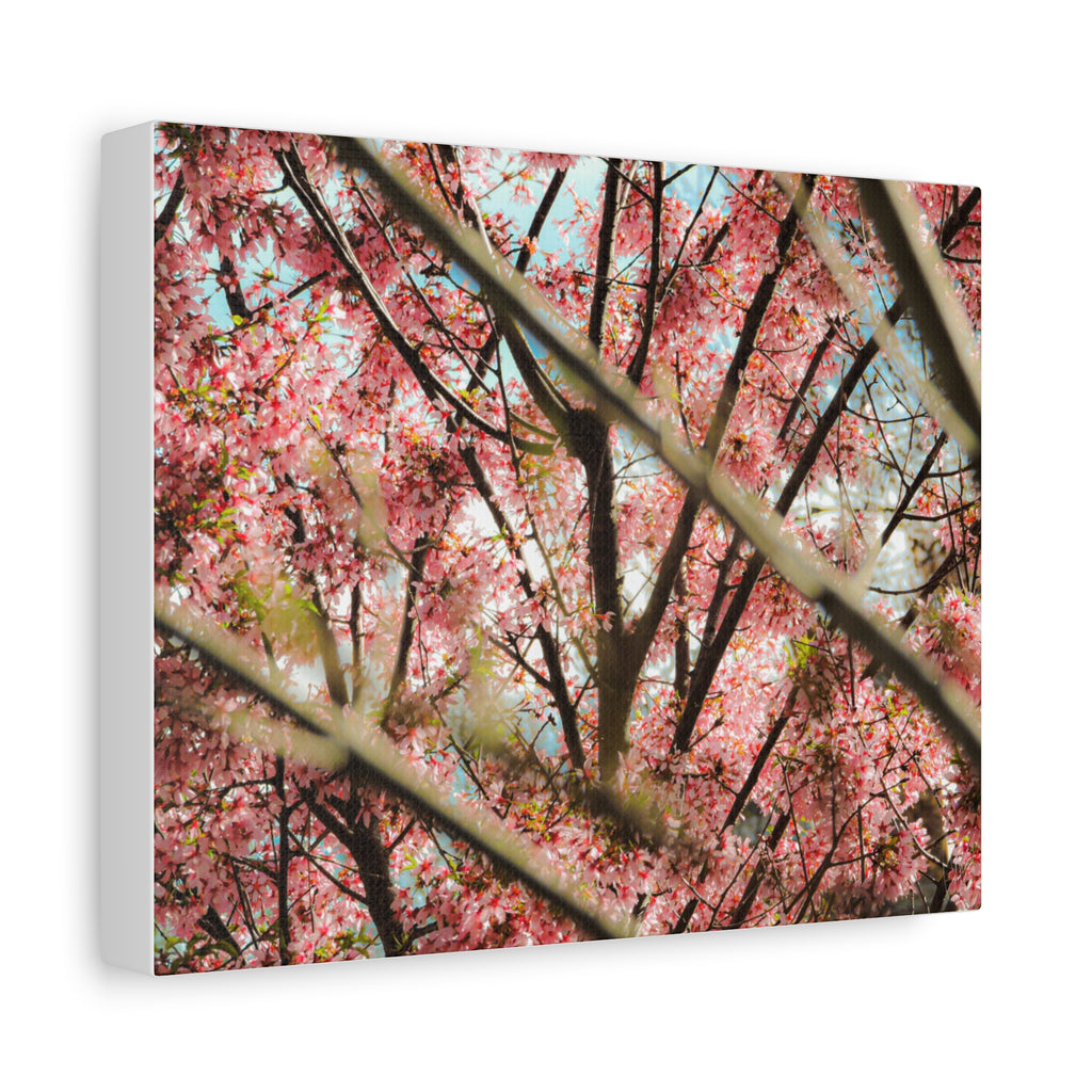 Cherry Blossom Photo Canvas Print | Brookline Spring Wall Art | A‑G Originals