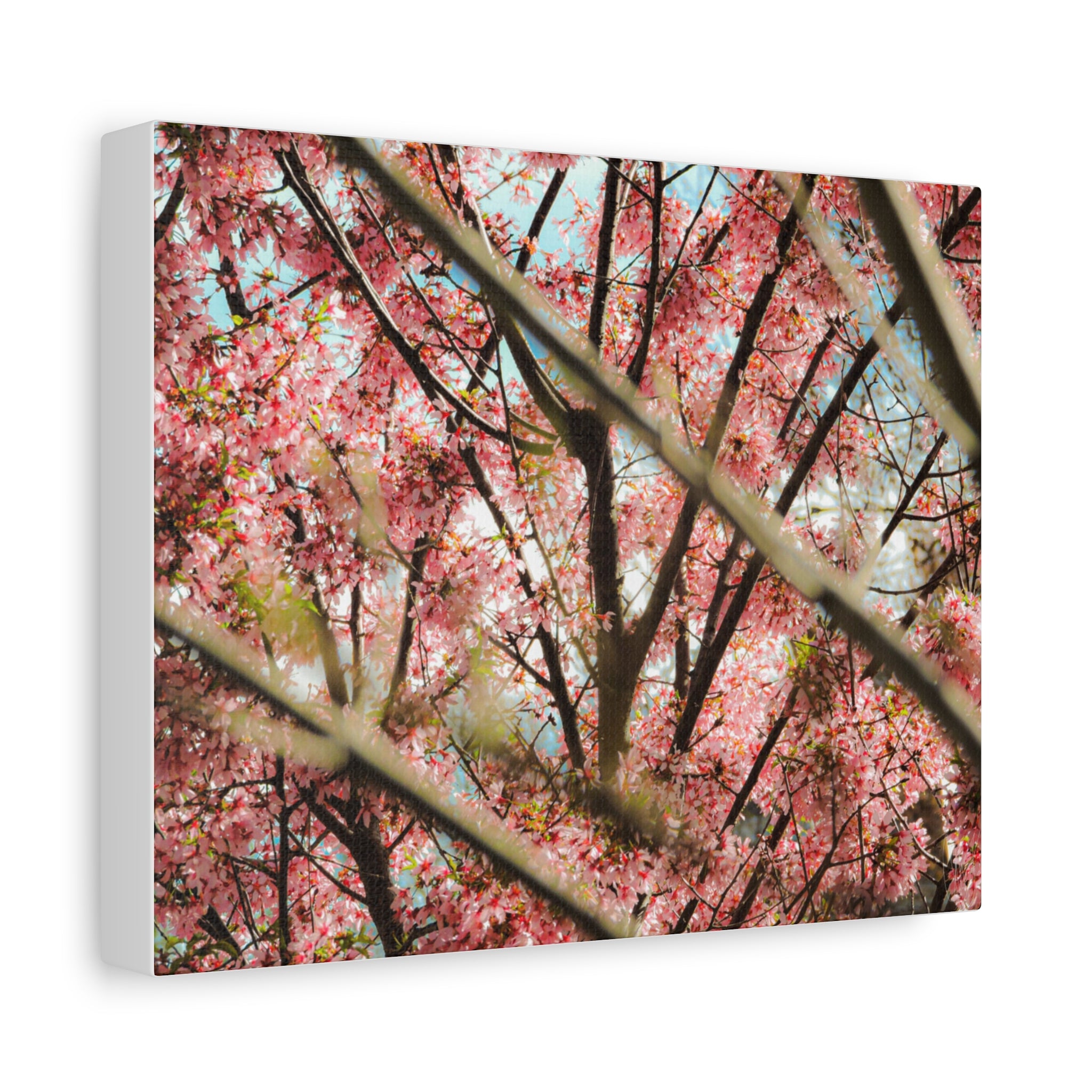 Cherry Blossom Photo Canvas Print | Brookline Spring Wall Art | A‑G Originals