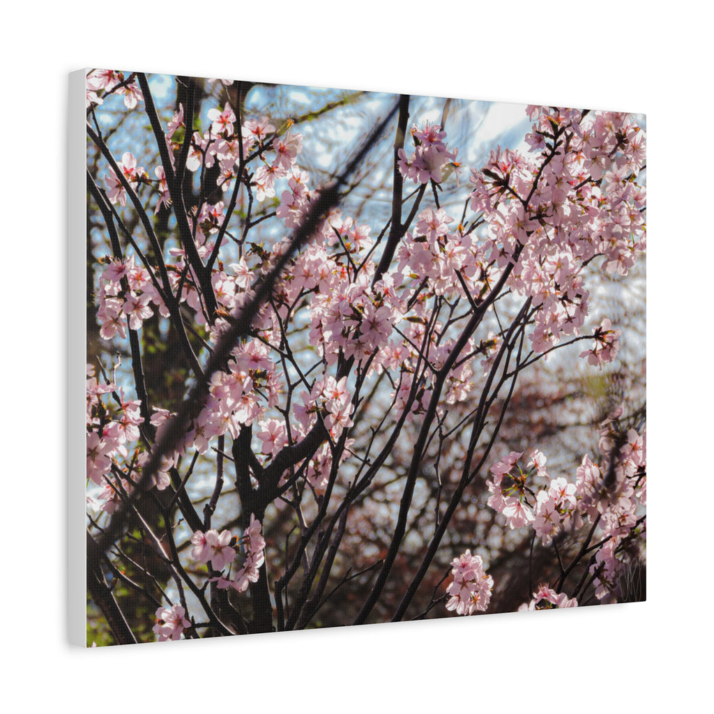 Cherry Blossom Canvas Print — Matte Stretched Wall Art
