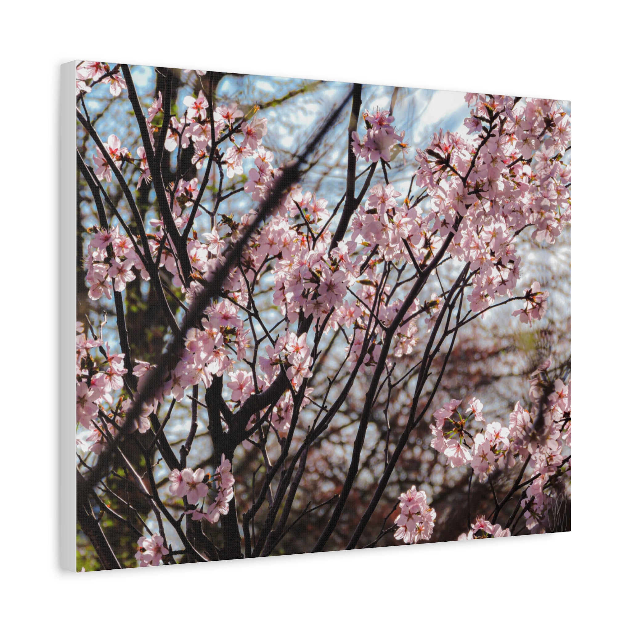 Cherry Blossom Canvas Print — Matte Stretched Wall Art