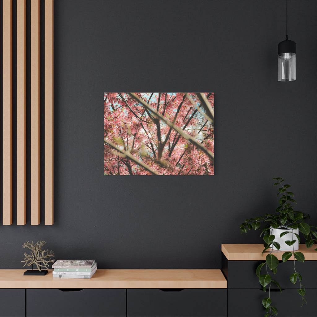 Cherry Blossom Photo Canvas Print | Brookline Spring Wall Art | A‑G Originals